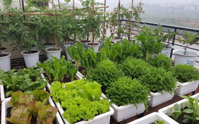 Trồng rau trên sân thượng vừa dễ chăm sóc vừa mang lại nguồn thực phẩm sạch